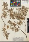 Foto von Salix geyeriana Andersson